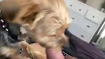 Furry mutt licks owner's cock when he masturbates on cam