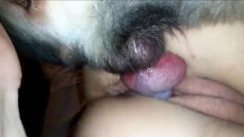 Fishnets-wearing brunette getting fucked by a dog