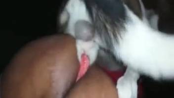 Dressed older woman winds up pounding the canine cock into her pussy