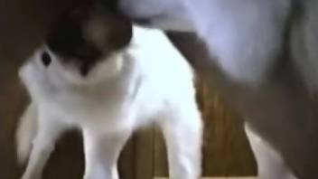Nude man sticks his whole dick into a dog's pussy
