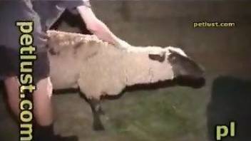 Horny dude banging a sheep's gorgeous little slit