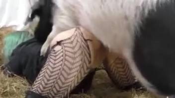 Aroused lady senses full massive cock slamming into her rear