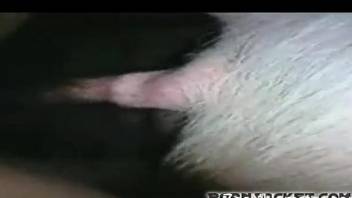 Horny female tries sex with pigs in insane video