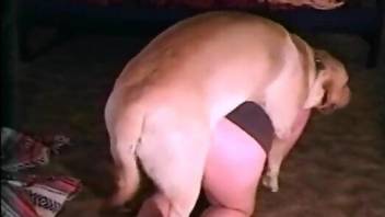 Dog climbs on top of a slutty zoophile to fuck her