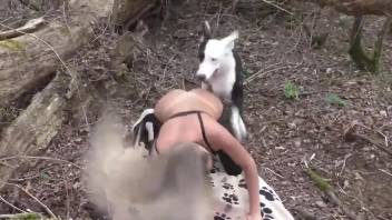 Stockings-wearing bitch getting destroyed by a dog