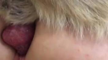 Masturbating blonde with big boobs fucks a kinky dog