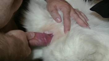 Dude With A Hard Cock Cums Inside Of This Dog's Pussy
