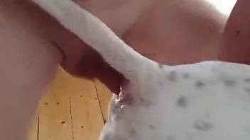 Dog pussy terrorized by an extra-stiff penis in HD