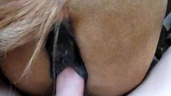 Mare pussy getting fucked from behind by a HUGE PEEN
