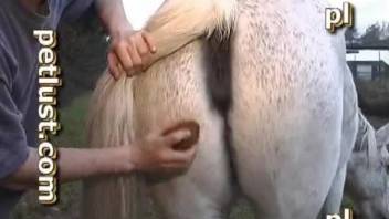 Men can't help themselves fucking wet vaginas of horses