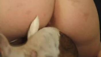 Pigtailed maid decides to fuck her boss' big dog