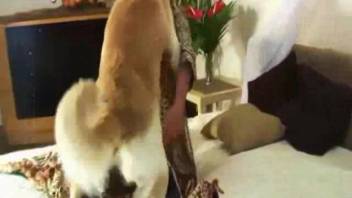 Stocking-clad spouse betrays her husband with a horny canine