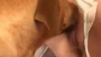 Nude beauty drives whole dog penis into her shaved pussy