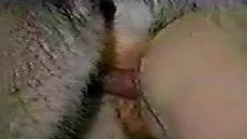Dog cums inside mistress' pussy after fucking her